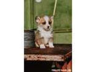 Pembroke Welsh Corgi Puppy for sale in Spanish Fork, UT, USA