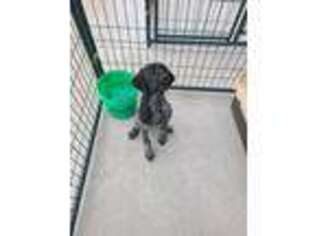 German Shorthaired Pointer Puppy for sale in Papillion, NE, USA