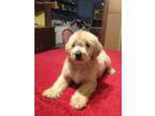 Labradoodle Puppy for sale in Patrick Springs, VA, USA