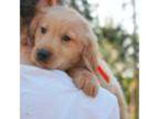 Golden Retriever Puppy for sale in Orlando, FL, USA