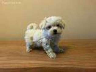Maltese Puppy for sale in Detroit, MI, USA