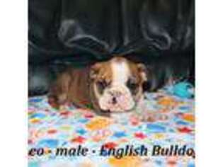 Bulldog Puppy for sale in Clarkrange, TN, USA