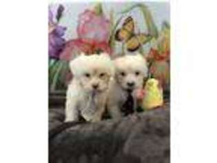 Mal-Shi Puppy for sale in Rancho Cucamonga, CA, USA