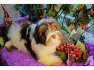 Havanese Puppy for sale in TOCCOA, GA, USA
