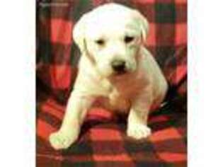 Labrador Retriever Puppy for sale in Dublin, TX, USA