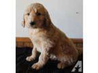 Mutt Puppy for sale in KELLOGG, MN, USA