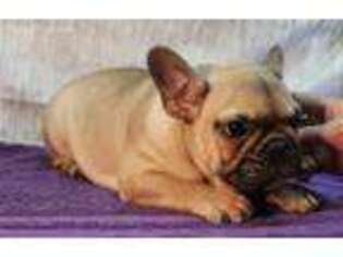 French Bulldog Puppy for sale in Lansing, IA, USA