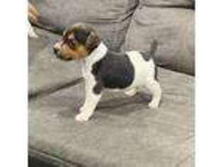 Jack Russell Terrier Puppy for sale in Johnstown, CO, USA