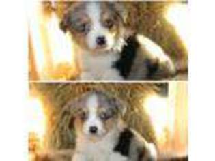 Miniature Australian Shepherd Puppy for sale in Rolla, MO, USA