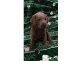 Labrador Retriever Puppy for sale in Ava, MO, USA