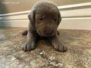 Labrador Retriever Puppy for sale in Lapoint, UT, USA