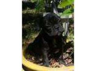 French Bulldog Puppy for sale in Fernandina Beach, FL, USA
