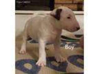 Bull Terrier Puppy for sale in North Judson, IN, USA