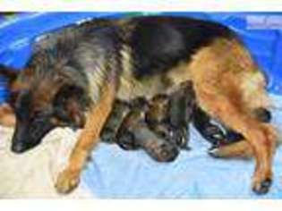 German Shepherd Dog Puppy for sale in Bend, OR, USA