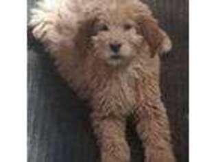 Goldendoodle Puppy for sale in Matawan, NJ, USA