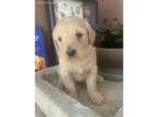 Goldendoodle Puppy for sale in Atkinson, IL, USA