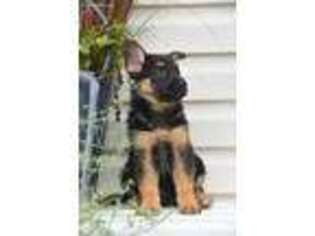 German Shepherd Dog Puppy for sale in Gap, PA, USA