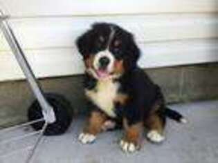 Bernese Mountain Dog Puppy for sale in Big Prairie, OH, USA