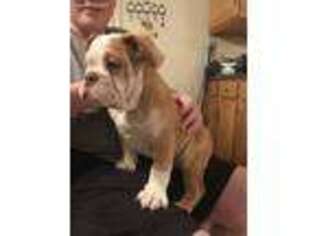 Olde English Bulldogge Puppy for sale in Clear Brook, VA, USA