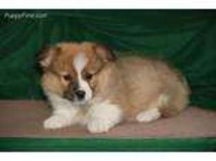 Pembroke Welsh Corgi Puppy for sale in Christiana, PA, USA