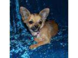 Chihuahua Puppy for sale in Kershaw, SC, USA