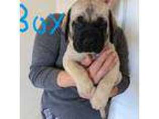 Mastiff Puppy for sale in Silver Springs, NV, USA