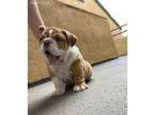 Bulldog Puppy for sale in Chino, CA, USA