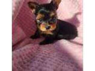 Yorkshire Terrier Puppy for sale in Summerville, SC, USA