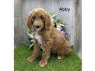 Goldendoodle Puppy for sale in Ligonier, IN, USA