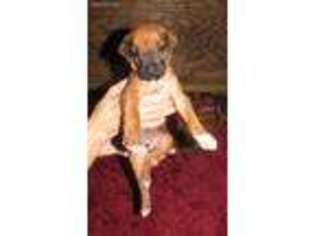 Rhodesian Ridgeback Puppy for sale in Longville, LA, USA