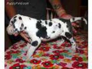 Great Dane Puppy for sale in Jacksonville, NC, USA