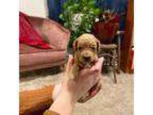 Cavapoo Puppy for sale in Mifflinburg, PA, USA