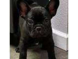 French Bulldog Puppy for sale in Hastings, NE, USA