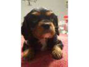 Cavalier King Charles Spaniel Puppy for sale in Ashland City, TN, USA