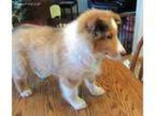 Shetland Sheepdog Puppy for sale in Oakland, OR, USA