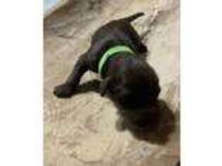 Labradoodle Puppy for sale in Eatonton, GA, USA