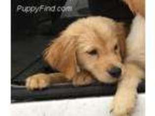 Golden Retriever Puppy for sale in Leakesville, MS, USA
