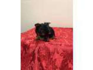 Yorkshire Terrier Puppy for sale in Mascoutah, IL, USA