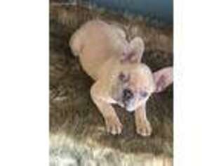 French Bulldog Puppy for sale in Bottineau, ND, USA