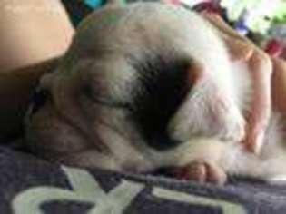 Bulldog Puppy for sale in Madisonville, KY, USA