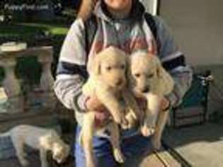 Labrador Retriever Puppy for sale in Killeen, TX, USA