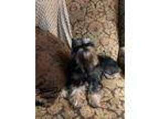 Brussels Griffon Puppy for sale in Shady Dale, GA, USA