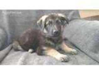 German Shepherd Dog Puppy for sale in Inola, OK, USA