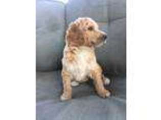 Mutt Puppy for sale in Waxahachie, TX, USA