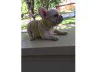 French Bulldog Puppy for sale in Louisburg, KS, USA