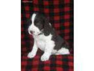 English Springer Spaniel Puppy for sale in Elliottsburg, PA, USA