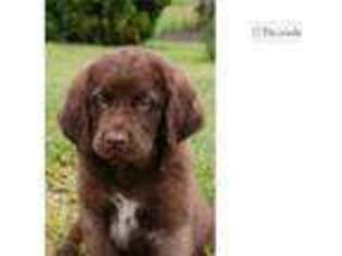 Newfoundland Puppy for sale in South Bend, IN, USA