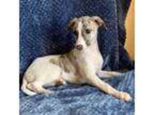 Whippet Puppy for sale in Elgin, AZ, USA