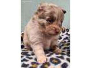 Pomeranian Puppy for sale in Wheaton, MO, USA