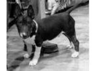 Bull Terrier Puppy for sale in Deridder, LA, USA